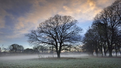 The silhouette of a tree on a frosty morning at Morden Hall Park. Mist rises from the ground and the clouds in the sky glow orange from the sunrise.